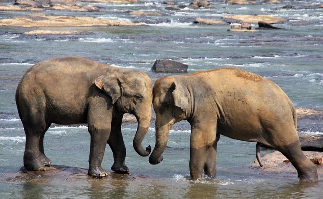 Wildlife Tours